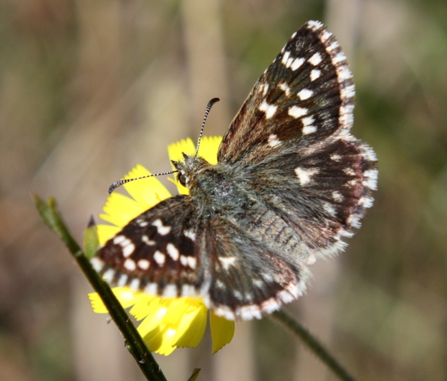 Pyrgus malvae?